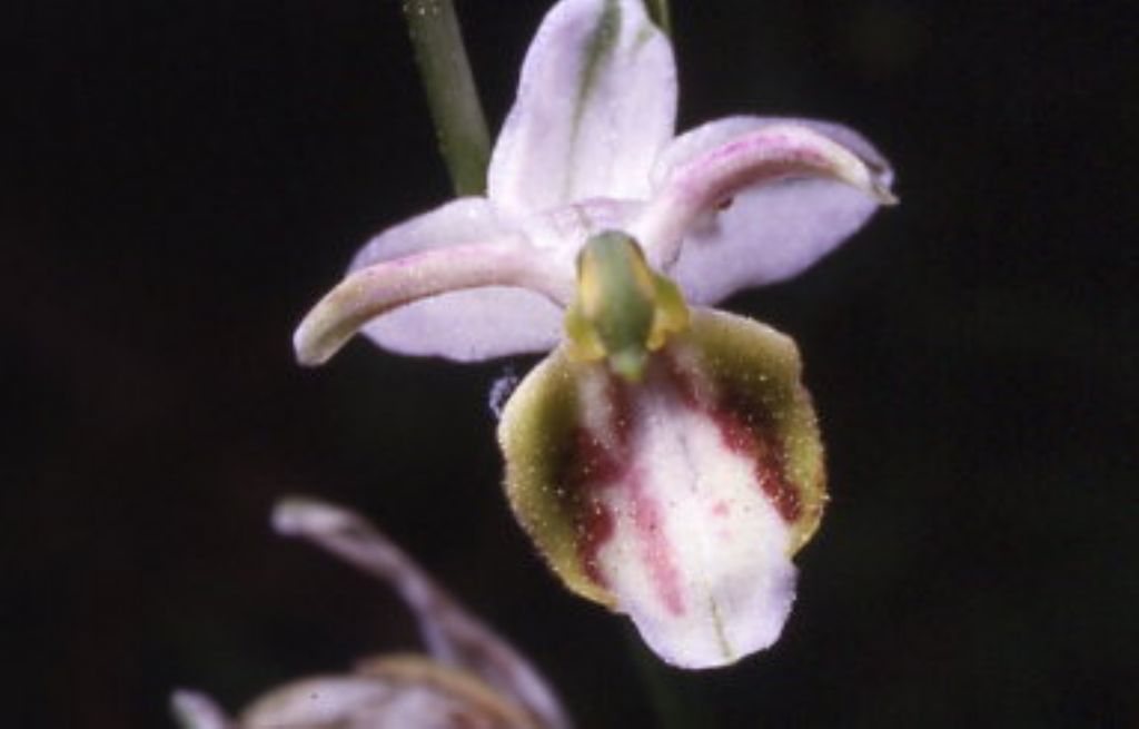 ophrys di cervia